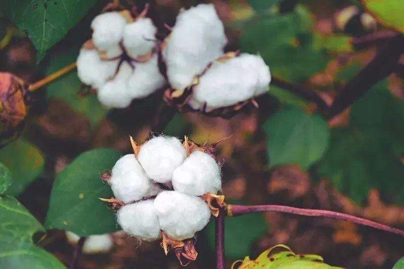 好体育app官网登录入口下载医纺